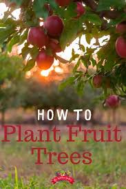 Your garden supply and advice hq. How To Plant Backyard Fruit Trees The Kitchen Garten