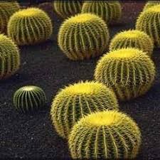 Where i live in west texas, potatoes are seldom sold individually. Echinocactus Grusonii Golden Barrel Cactus Mother In Laws Cushion 10 Seeds Reviews Online Pricecheck