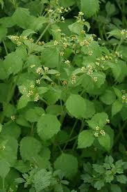 Image result for Galinsoga