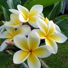 Plumeria Seeds Yellow Gold Flowers Plumeria Flowers Yellow Plants Plumeria Tree