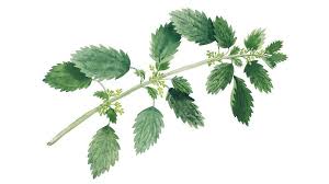 Image result for Urtica urens