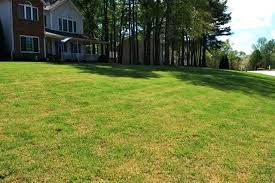 Zoysia In Shade Covee Co