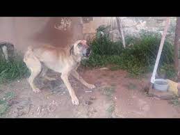 kopek havlamasi kopek urmesi sesleri melez kangal kopegi havlamasi sesleri kopek sesleri videolari youtube kangal kopegi kopek videolar