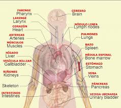 Body Organs Diagram Body Organs Diagram Human Body