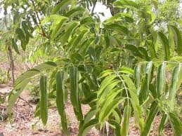Image result for Sorindeia juglandifolia