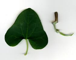 Image result for Aristolochia zenkeri