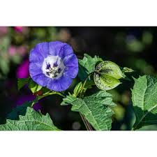 Image result for Nicandra