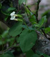 Image result for Thunbergia dregeana