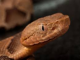As suggested by their common name, these snakes are aquatic and are not typically found away from water bodies. It S Baby Copperhead Snake Season Here S What You Need To Look Out For