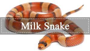 They don't swallow their victims, rather, they inject them with venom that digests the prey inside its own body. Milk Snake Perfect Guidance Helps You Get To Know Them Pest Wiki