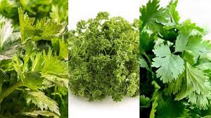 Beza daun sup & daun ketumbar. Punya Bentuk Mirip Ini Cara Bedakan Seledri Pertseli Dan Daun Ketumbar Hot Liputan6 Com