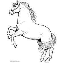 Dessin A Colorier Cheval Animaux 3 Coloriages A Imprimer Coloriage Cheval Coloriage Cheval A Imprimer Coloriage
