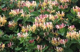 Check spelling or type a new query. Weedy Climbers Otago Daily Times Online News