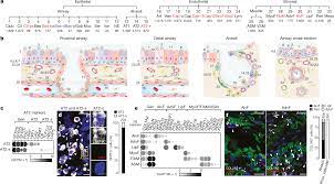 Using the animal cell diagram identify the cell structure marked a. A Molecular Cell Atlas Of The Human Lung From Single Cell Rna Sequencing Nature
