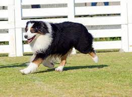 English Shepherd Complete Guide Top Facts Animal Corner