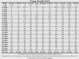 9 Facts About Miniature Poodle Size Chart That Will Blow