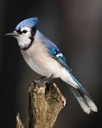 Gray Birds That Look Like Blue Jays Blue Jay Whatbird Com They Like To Eat Larva Of Wasps So That Is A Good Bird And They Don T Eat Many Other Birds E Blue Jay Blue Jay Bird Pictures