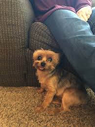 Maybe you would like to learn more about one of these? My Dad Adopted A 13 Year Old Dog Who Had A Stroke She Can T Control One Side Of Her Face And She Often Loses Control Of Her Tongue Pics