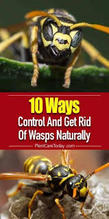Ater that, dust an insecticidal dust like tempo dust into the their entrance at. How To Get Rid Of Wasps Naturally 10 Ways For Control Details Gardening Indoors Out Get Rid Of Wasps Garden Pests Wasp