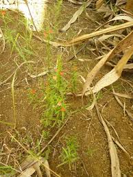 Image result for Striga passargei