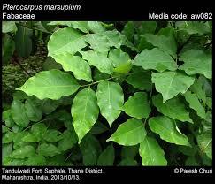 Image result for Pterocarpus megalocarpus