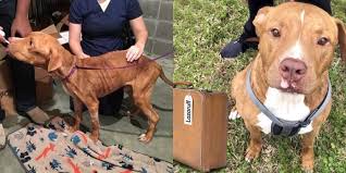 Check spelling or type a new query. Lazaruff Once Skeletal Pit Bull Becomes Happy Rescue Dog