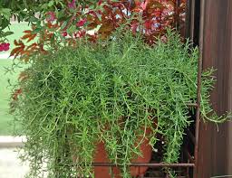 Low prices and 1 yr guarantee at tn nursery. Rosemary Rosmarinus Officinalis Huntington Carpet Buy Online At Annie S Annuals