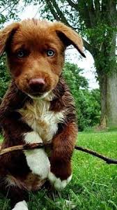 Black labrador retriever/german shepherd dog mix: Is The Australian Shepherd Lab Mix Really One Of The Best Hybrids In The World