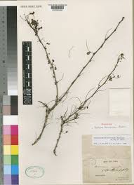 Image result for Ormocarpum schliebenii