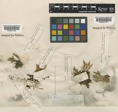 Image result for Thunbergianthus ruwenzoriensis