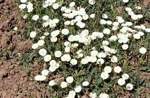Image result for Convolvulus goyderi
