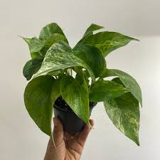 Image result for Euphorbia ramulosa