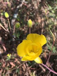 Image result for Chamaecrista fenarolii