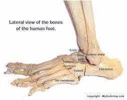 The clinical names for these bones are the navicular, cuboid, and medial, intermediate, and lateral cuneiforms. Lateral Foot Anatomy Anatomy Drawing Diagram
