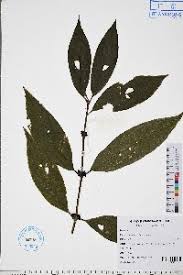 Image result for Lasianthus kilimandscharicus