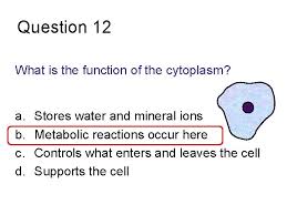 Cytoplasm's primary function is to act as a medium of suspension for a cell's organelles, keeping a cell's inner structure intact. Question 1 A Cytoplasm B Cell Wall C