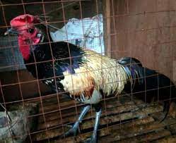 Misal, apabila ayam aduan yang kita adu nanti mempunyai kaki hitam, kaki hitam mempunyai nilai 5 jadi kita yang terkait tentang trik menang adu ayam aduandengan primbon jawa. 101 Gambar Ayam Wido Jalak Hd Gambar Pixabay