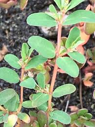 Image result for Euphorbia inaequilatera