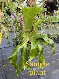 Image result for Platycerium stemaria