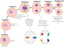 Meiosis Production Of Gametes Geneticssuite Meiosis Daughter Cells Cell