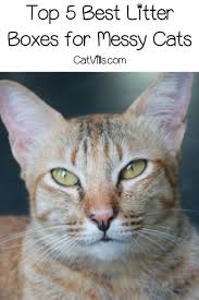 Top 5 Best Litter Boxes For Messy Cats Best Litter Box Litter Box Cats