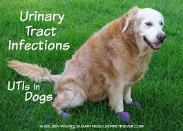 Urinary Tract Infections Utis In Dogs Golden Woofs In 2020 Dog Uti Dog Uti Treatment Urinary Tract Infection