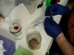 Germination is massive and quick when the spores are fresh. Making Spore Syringes The Easy Way Youtube