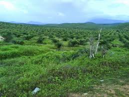 Image result for TANAH LADANG