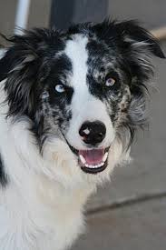 Find the best pet sitter in rio rancho from our network of over 300,000 trusted local sitters. Rio Rancho Nm Border Collie Meet Freya Pending A Pet For Adoption