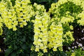Snapdragon Flower Antirrhinum Types How To Grow And Care Florgeous