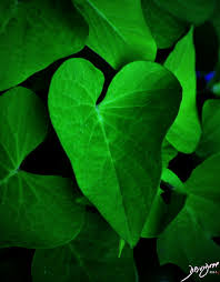 Give this houseplant indirect light, and water only when it dries out. Heart Shaped Leaf Of Sweet Potato Vine Art In Anatomy