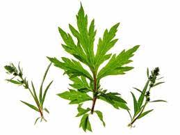 People use the root to make medicine. Artemisia Vulgaris Mugwort Benefits Remedies Research Side Effects