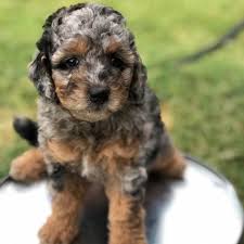 The cost to buy a mini goldendoodle varies greatly and depends on many factors such as the breeders' location, reputation, litter size, lineage of the puppy, breed popularity (supply and demand), training, socialization efforts, breed lines and much. Tiny Paws Mini Goldendoodles Of Texas Home Facebook