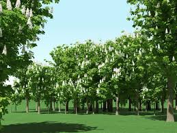 Blooming Chesstnut Trees Castanea 3d Models 3d Model Bloom 3d Tree